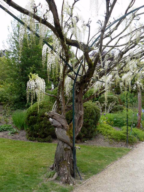 6050  Lucenay en Mai2012(Photo Corinne )